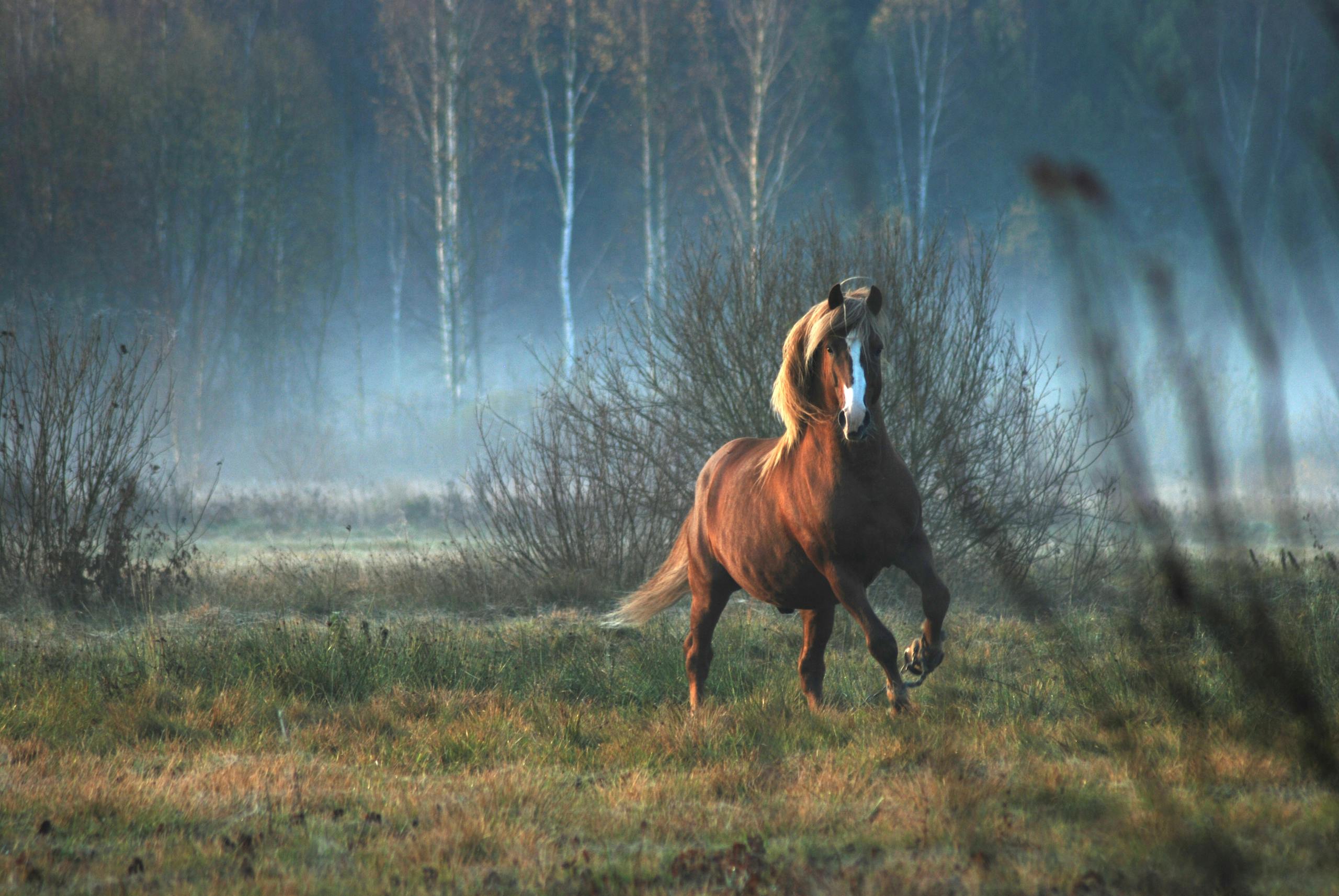 A beautiful horse gallops through a misty field with trees in Lithuania.